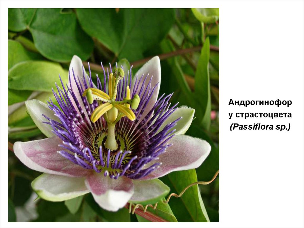 Андрогинофор у страстоцвета (Passiflora sp.)