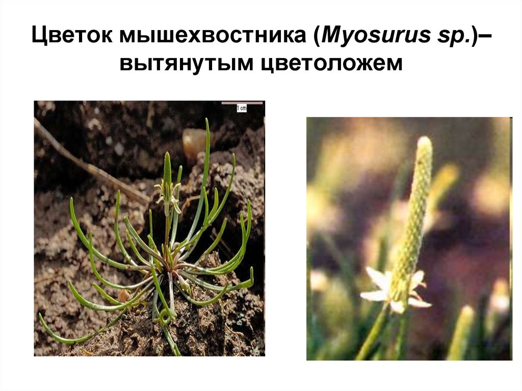 Цветок мышехвостника (Myosurus sp.)– вытянутым цветоложем