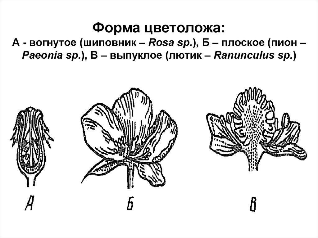 Форма цветоложа: А - вогнутое (шиповник – Rosa sp.), Б – плоское (пион –Paeonia sp.), В – выпуклое (лютик – Ranunculus sp.)