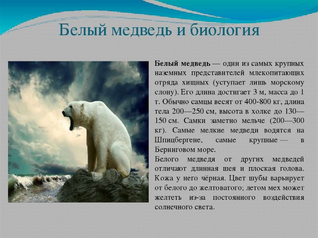 Белые информация. Рассказ о белом медведе. Сведения о белом медведе. Раксза о белом медведе. Белый медведь описание.