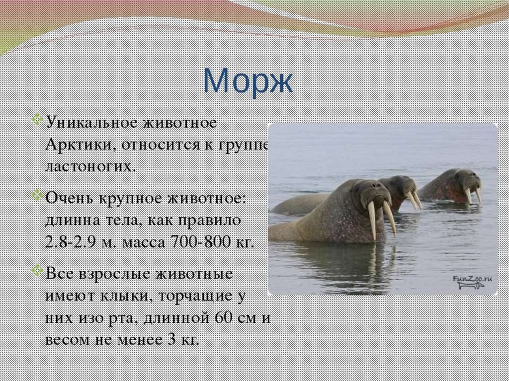 Презентация о моржах