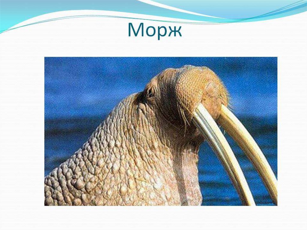 Презентация атлантический морж