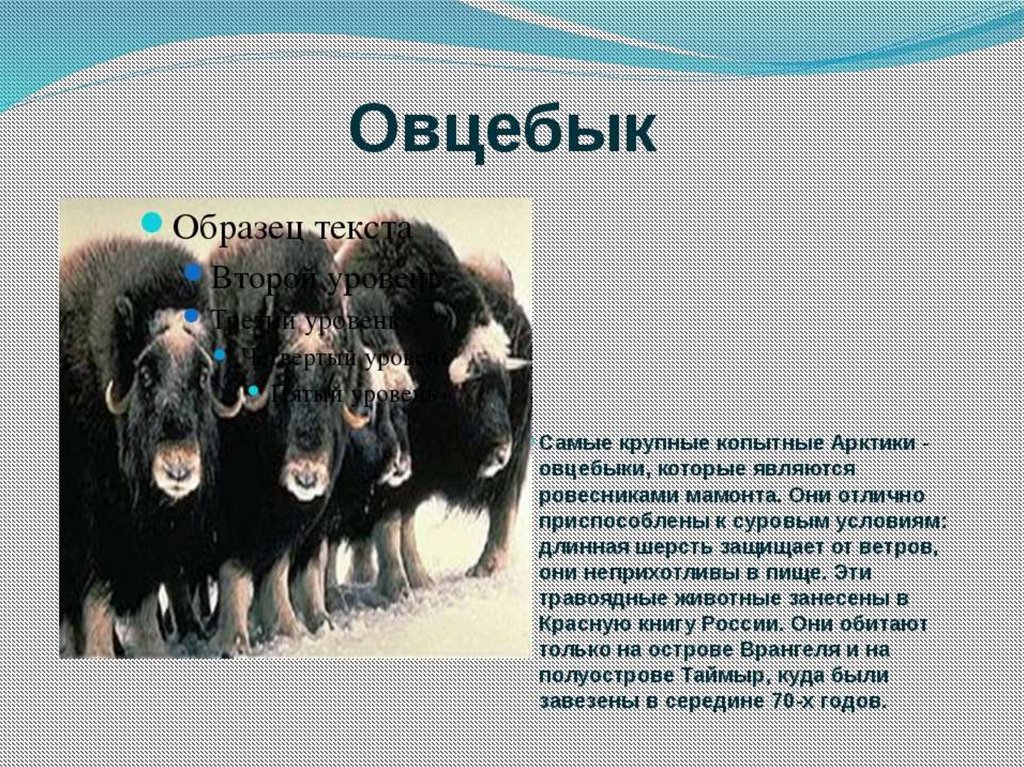 В какой природной зоне обитает овцебык. Овцебык в Арктике. Овцебык рассказ. Овцебык интересные факты. Овцебык интересные факты для детей.