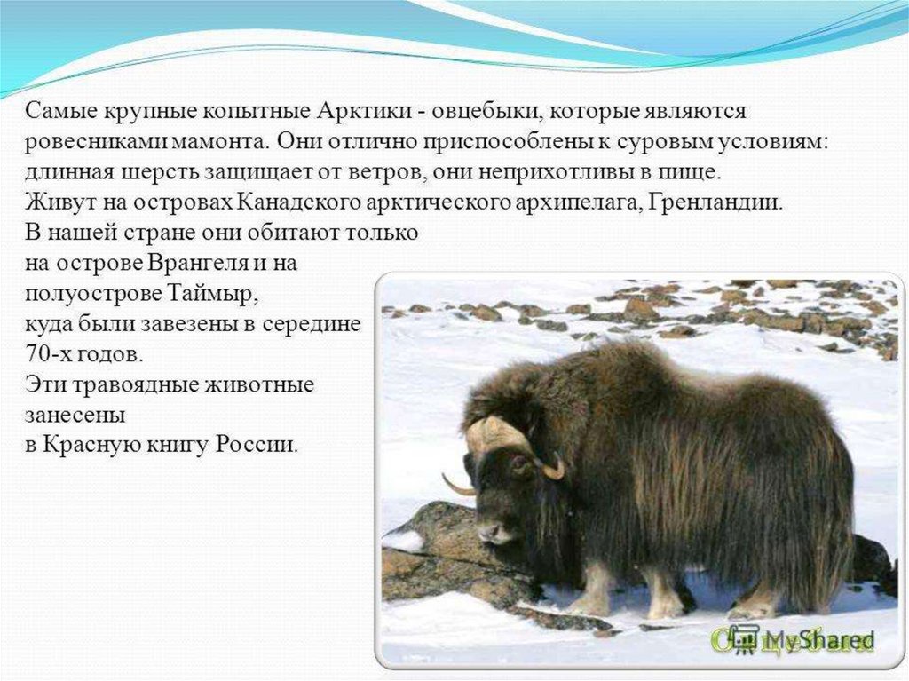 В какой природной зоне обитает овцебык. Овцебык в Арктике. Сообщение о овцебыке. Животные Арктики овцебык. Животные красной книги овцебык.