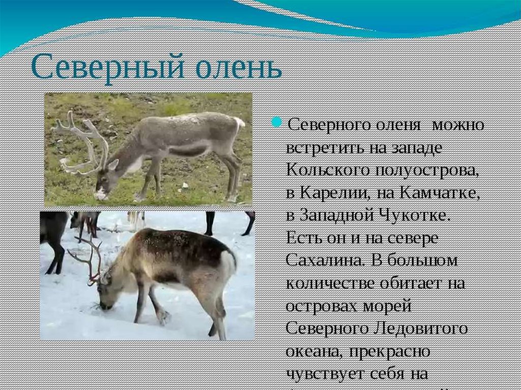Факты о олене. Северный олень доклад. Доклад о животных тундры. Сообщение про оленя. Северный олень презентация.