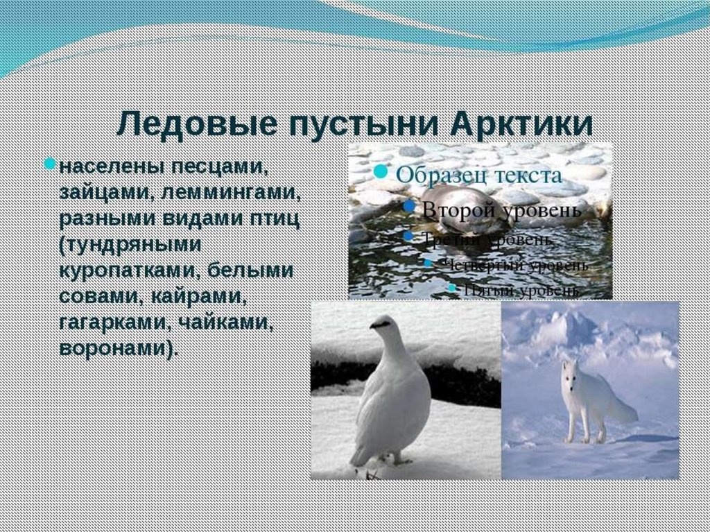 Тест арктические пустыни 4 класс. Презентация про животных Арктики. Окружающий мир животные Арктики. Живые организмы в Арктике. Животные арктических пустынь презентация.