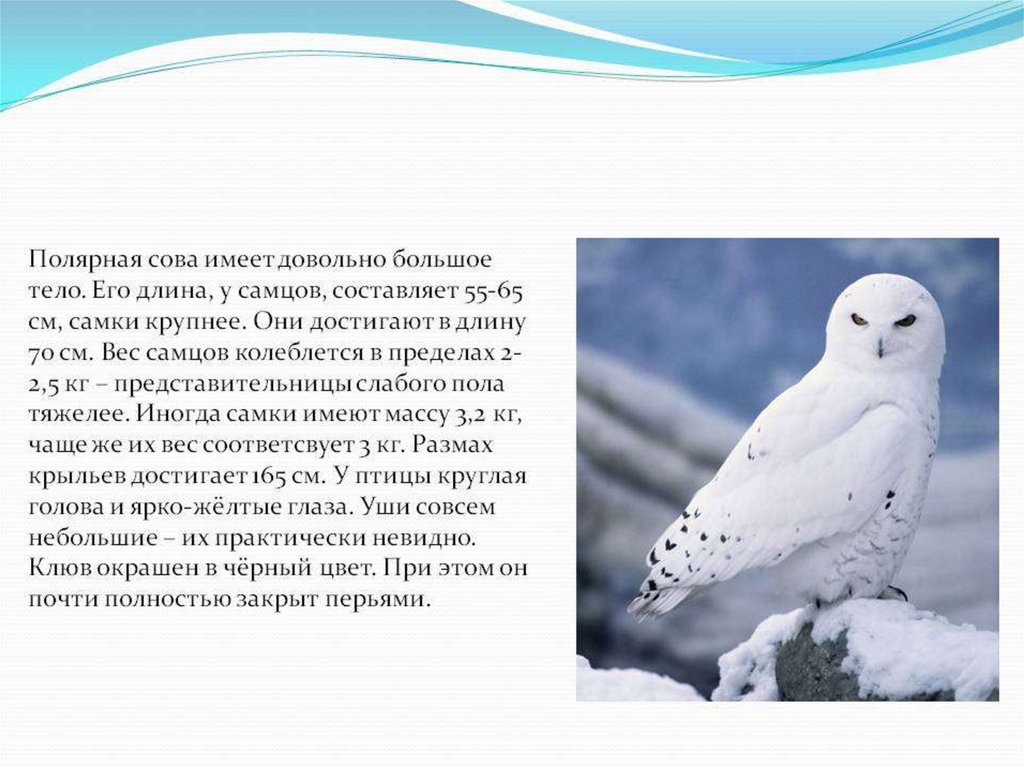 Белая сова какая природная зона. Полярная Сова в тундре. Полярная Сова в Арктике. Полярная Сова природная зона обитания. Доклад про белую сову.