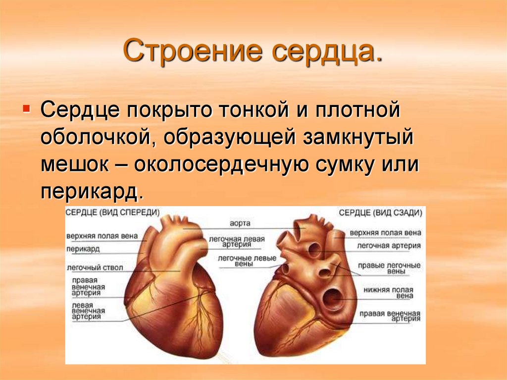 Презентация на тему анатомия сердца