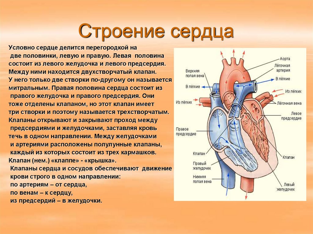 Кровь движется из предсердий в желудочки. Строение сердца и функции схема. Строение человеческого сердца. Сердце человека анатомия строение и функции. Строение сердца кратко.