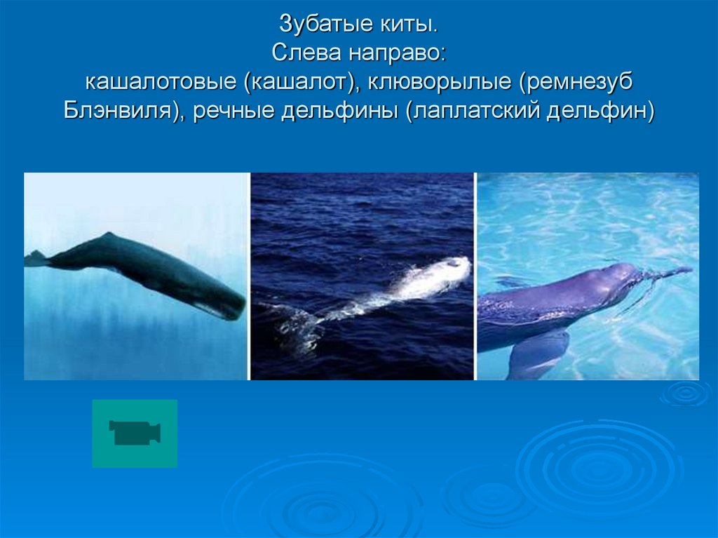 Зубатые киты. Слева направо: кашалотовые (кашалот), клюворылые (ремнезуб Блэнвиля), речные дельфины (лаплатский дельфин)