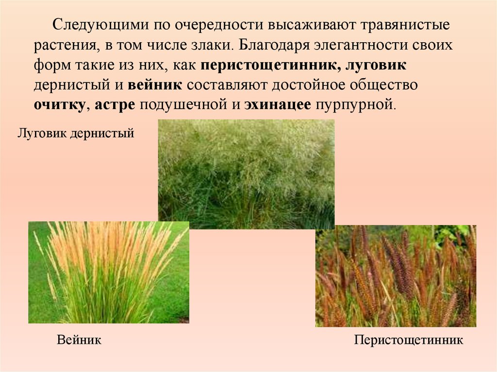 Следующими по очередности высаживают травянистые растения, в том числе злаки. Благодаря элегантности своих форм такие из них,