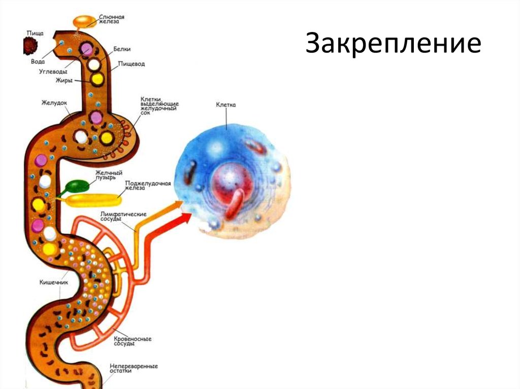 Презентация по биологии пищеварение в желудке и двенадцатиперстной кишки