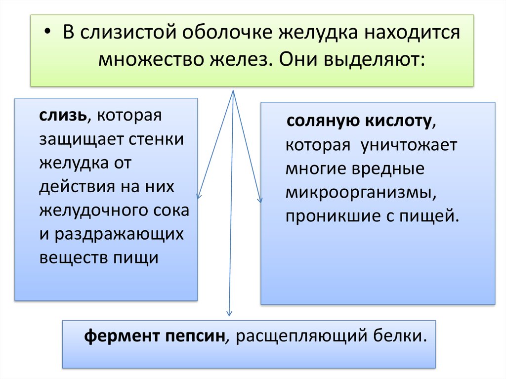 Пищеварение в желудке и двенадцатиперстной кишке действие ферментов 8 класс презентация