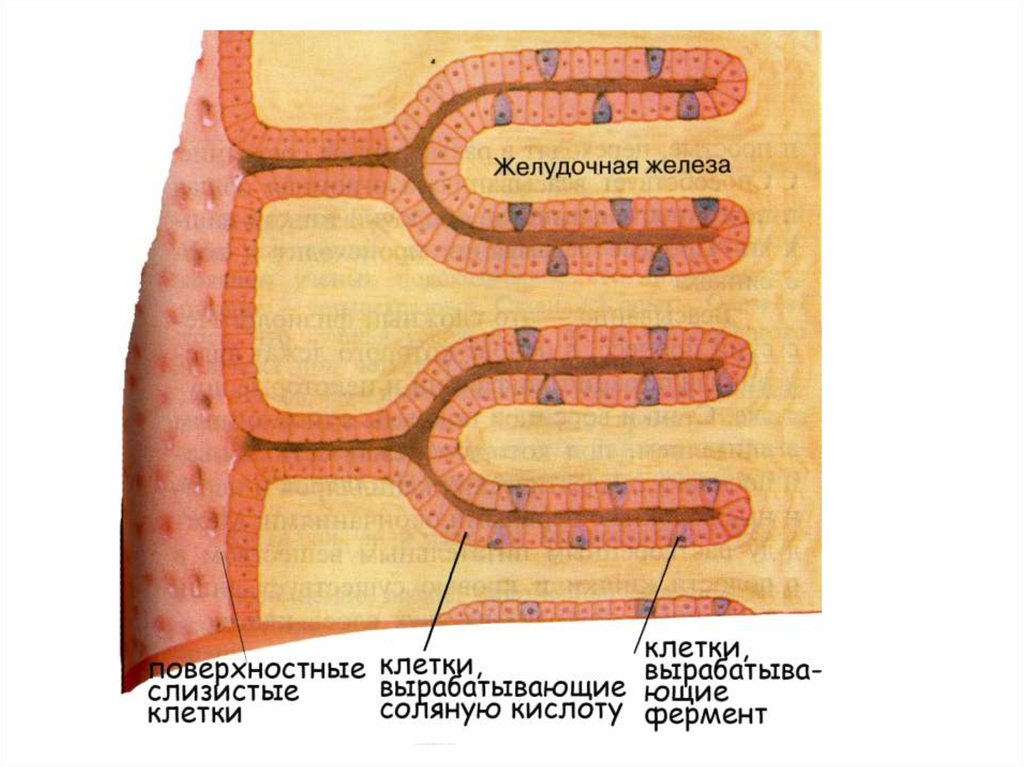 Функциями и клетками слизистой оболочки желудка. Железистые клетки слизистой оболочки желудка. Клетки пищеварительных желез желудка. Главные клетки желудочных желез. Обкладочные железы желудка.