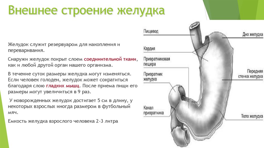 Строение желудка 8 класс. Анатомическое строение,расположение,функции желудка. Анатомические структуры желудка. Строение и функции желудка кратко.