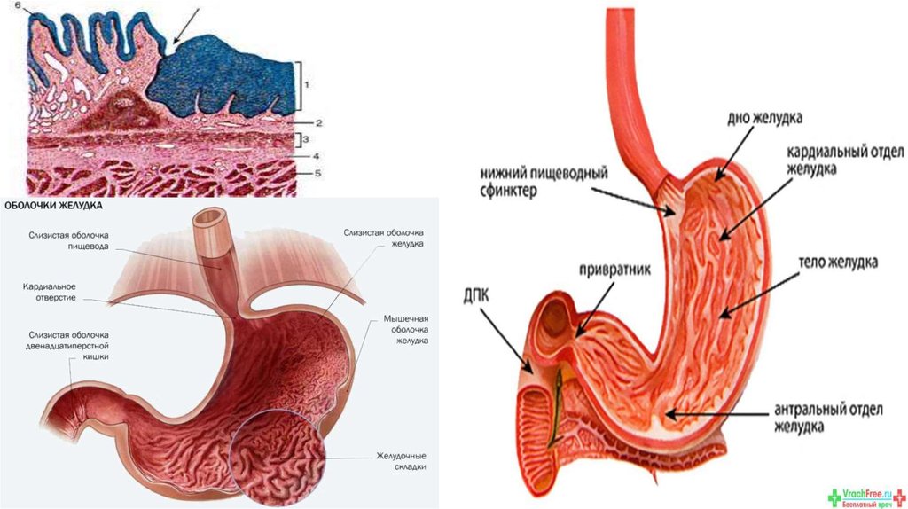 Строение желудка. Желудок строение и функции. Привратник желудка анатомия. Защитная функция желудка. Функции привратника желудка.