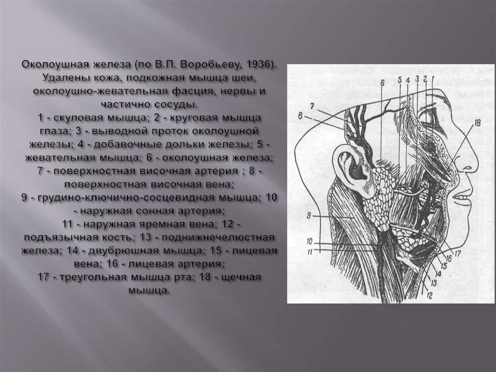 Околоушная железа (по В.П. Воробьеву, 1936). Удалены кожа, подкожная мышца шеи, околоушно-жевательная фасция, нервы и частично
