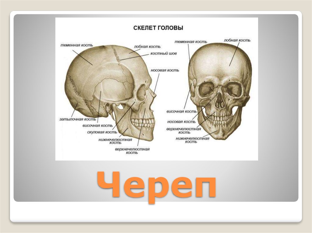 Скелет головы особенности строения. Скелет головы 8 класс биология. Строение скелета головы человека. Биология 8 класс скелет головы и туловища.