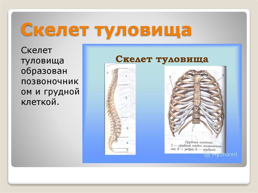 Скелет туловища грудная клетка. Скелет туловища образован. Скелет туловища позвоночник и грудная клетка. Скелет туловища образует. Скелет головы и туловища.