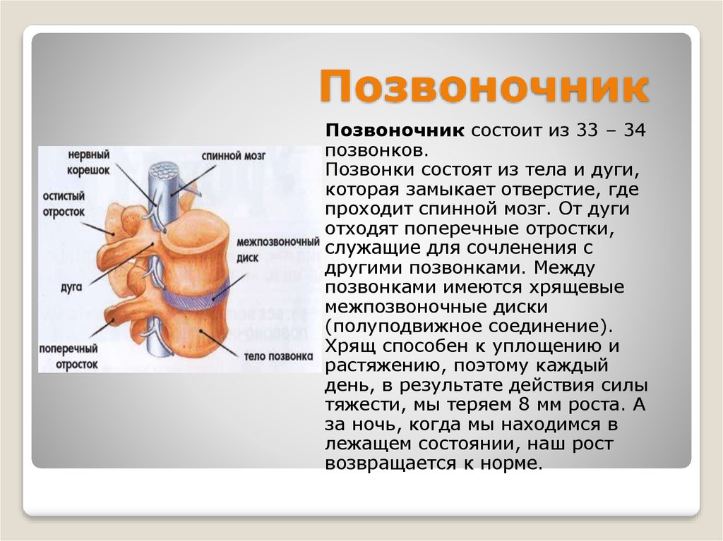 Остистый отросток позвонка. Оститстих и попереных отросток позвонка. Поперечные и остистые отростки позвоночника. Остистый отросток. Остистые отростки позвоночника функции.