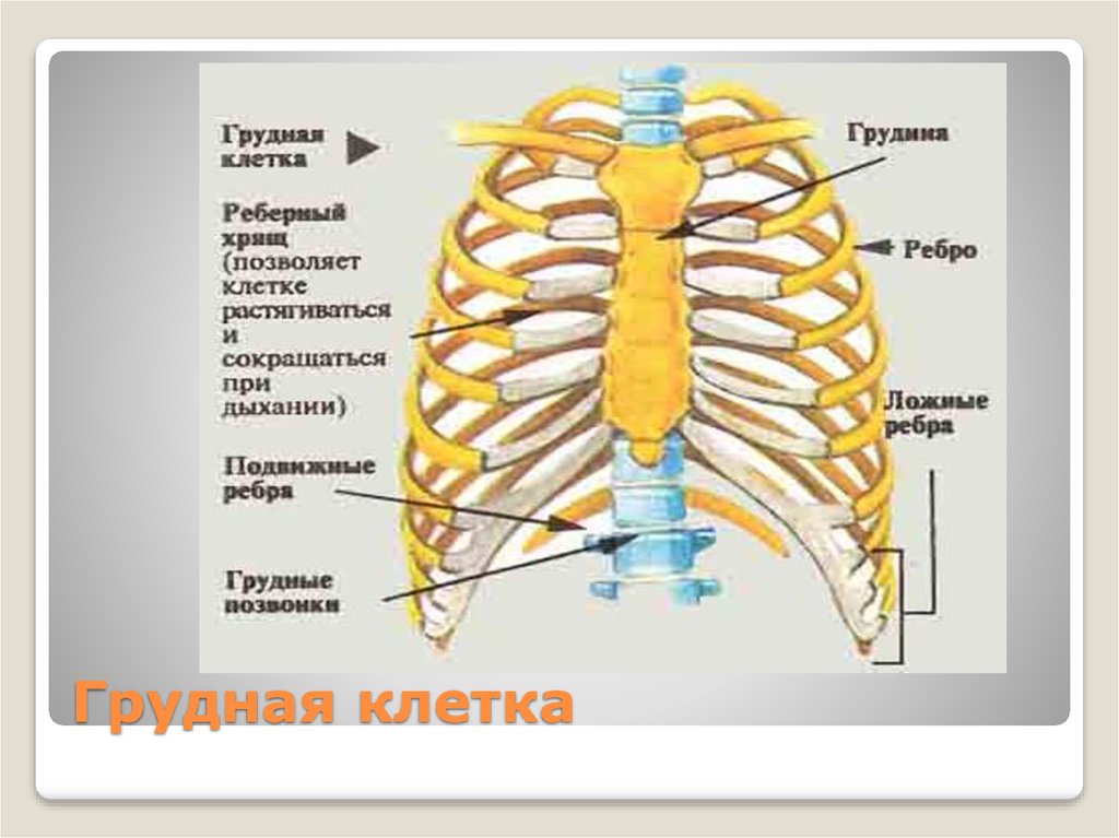 Ребро отдел скелета. Строение грудной клетки спереди. Кости грудной клетки анатомия. Грудная клетка вид спереди название костей. Строение грудного отдела скелета человека.