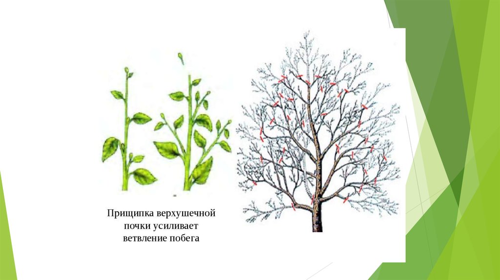 Уход за культурными растениями - презентация онлайн