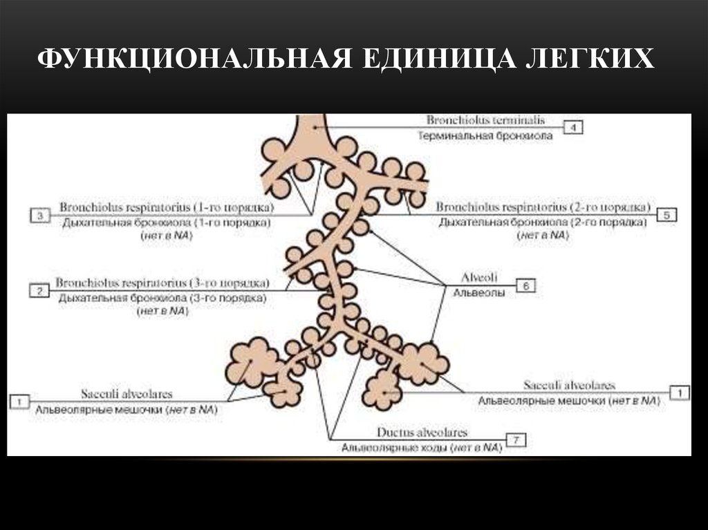 Ацинуса легкого схема