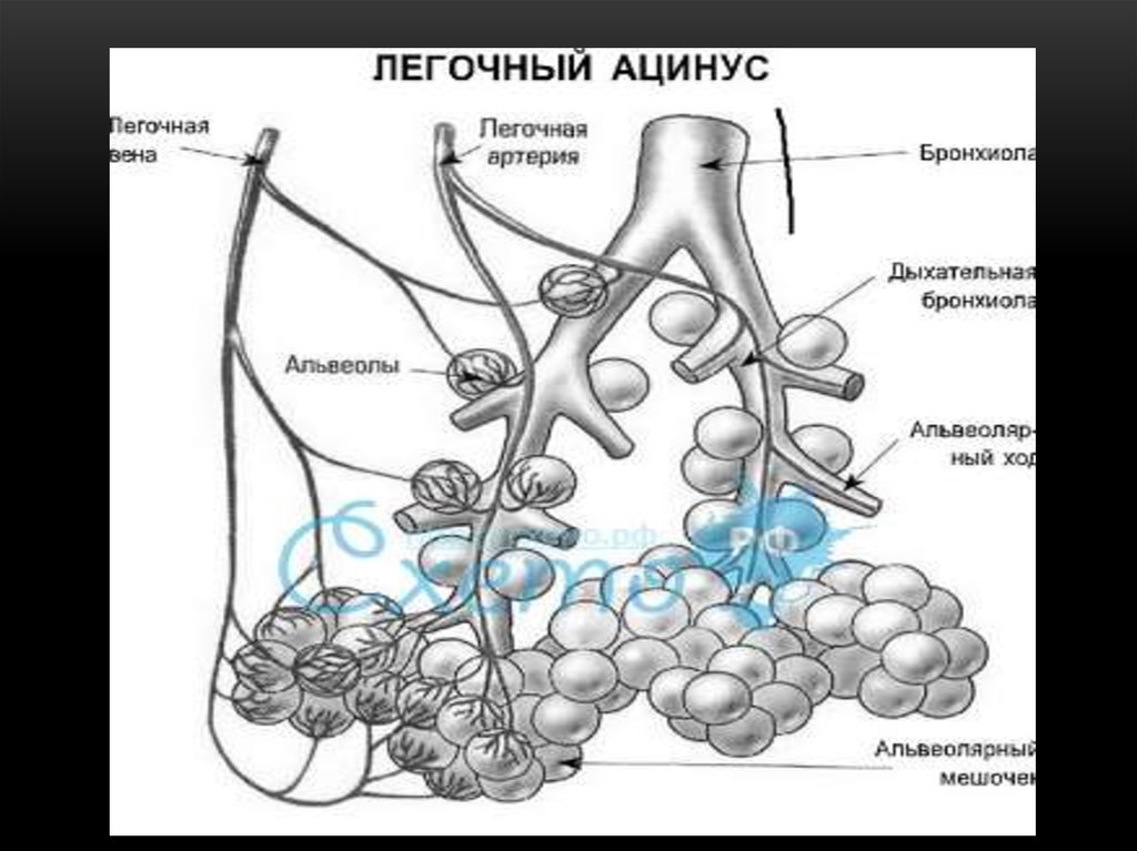 Изучите структурную единицу легкого ацинус сделайте к рисунку обозначения