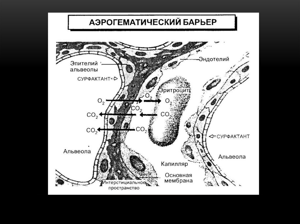 Аэрогематический барьер стенки