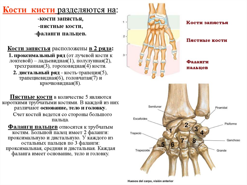 Фаланги пальца тип соединения. Кости кисти лучезапястный сустав анатомия. Строение кисти гороховидная кость. Лучезапястный сустав гороховидная кость. Кости лучезапястного сустава анатомия человека.