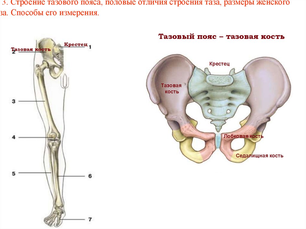 Таз отдел скелета. Строение тазовой кости анатомия. Тазовый пояс подвздошная кость. Строение скелета тазового пояса. Таз кость анатомия строение.