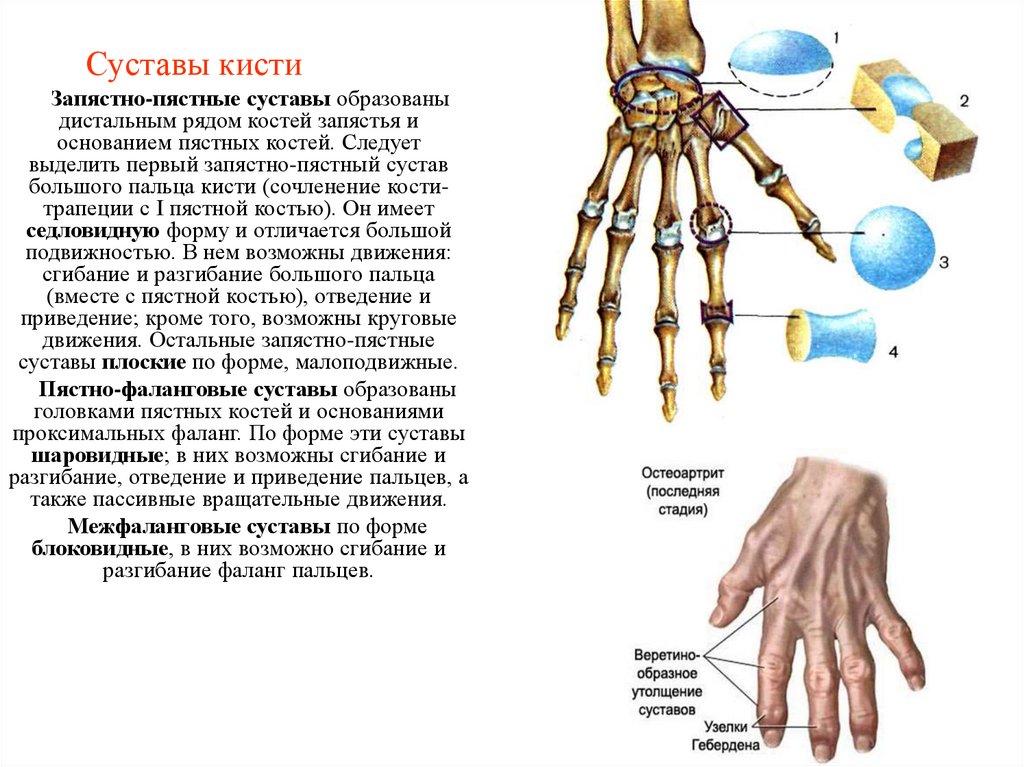 Фаланги пальца тип соединения. Запястно-пястный сустав характеристика. 1 Пястно-фаланговый сустав кисти. Пястные кости кисти анатомия. Первый пятнофаланговый сустав.