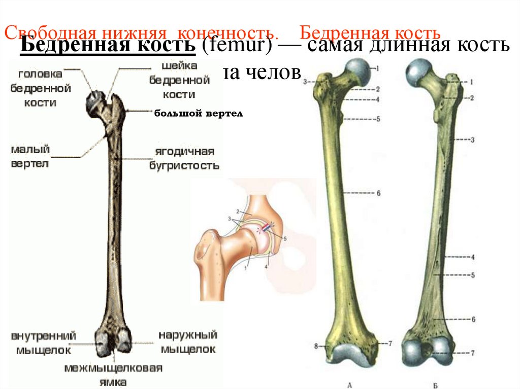 С какими костями соединяется бедренная кость. Малый вертел бедренной кости анатомия. Шейка бедренной кости анатомия. Бедренная кость кость анатомия человека. Трубчатая бедренная кость.