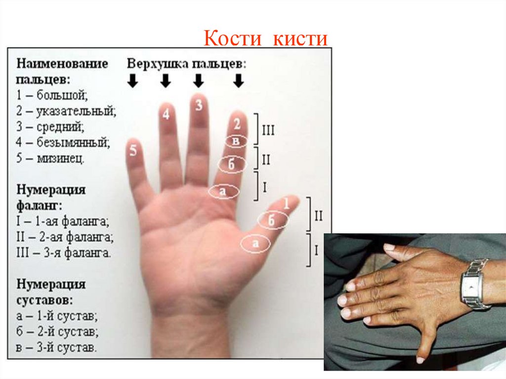 Русское название пальца