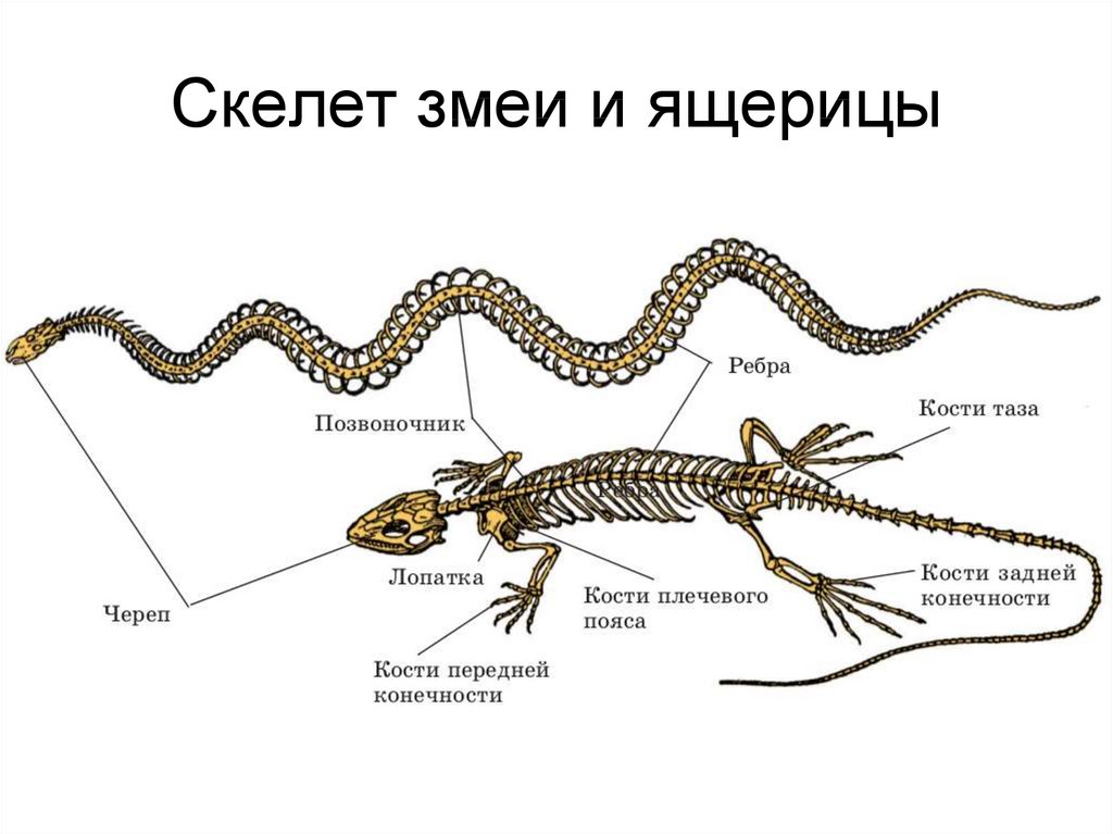 Отделы позвоночника у рептилий. Скелет змеи строение. Скелетное строение змеи. Скелет пресмыкающихся змеи. Строение конечностей змеи.