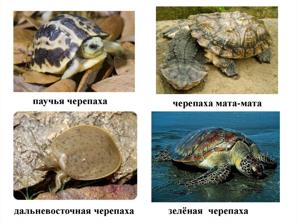 Черепахи особенности строения и представители. Черепахи представители. Черепахи представителеи. Пресмыкающиеся отряд черепахи.