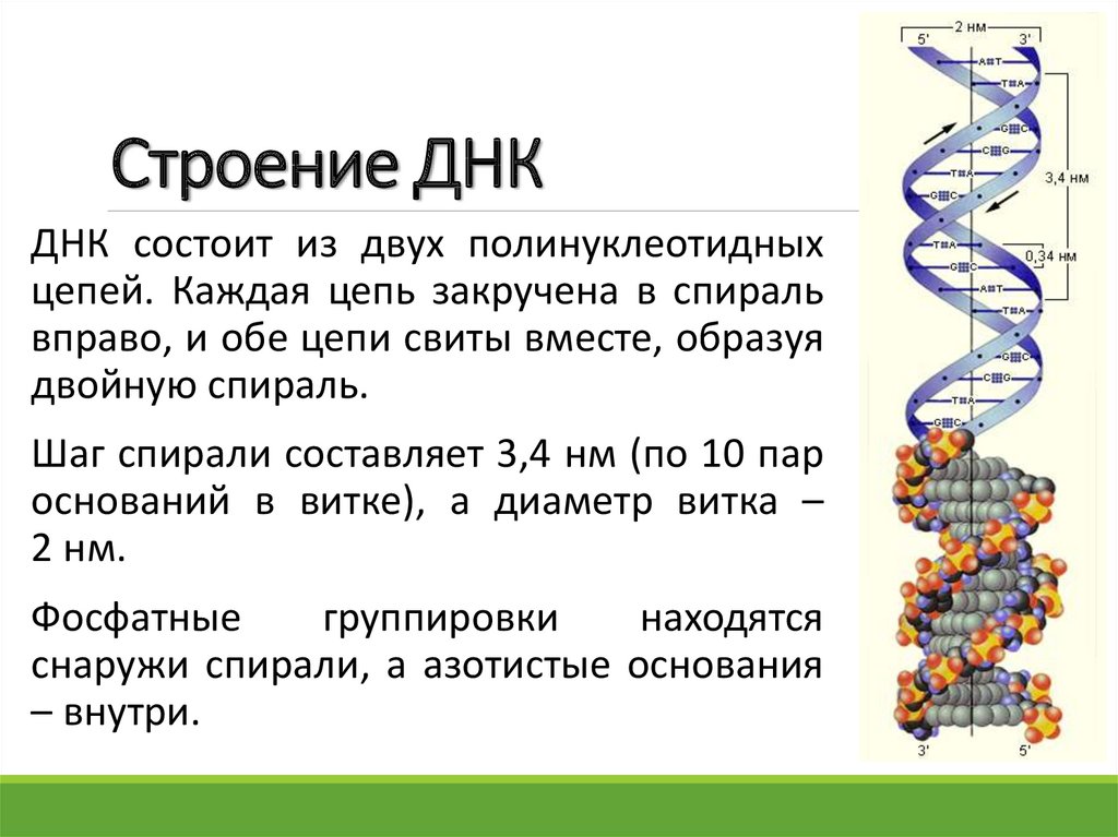 Одно из составляющих днк. Строение ДНК молекулярная биология. Структура молекулы ДНК таблица. ДНК состав строение. Опишите структуру ДНК.