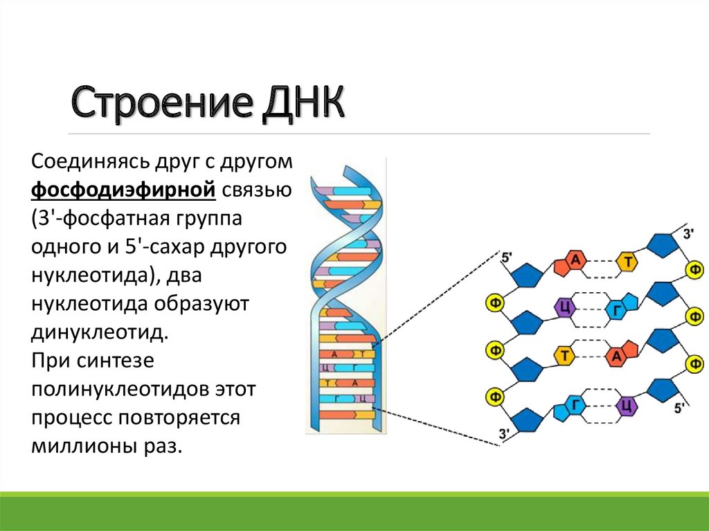 Характеристика структуры днк. Вторая структура ДНК. Структура дезоксирибонуклеиновой кислоты (ДНК).. Химическая структура ДНК. Схема строения ДНК.