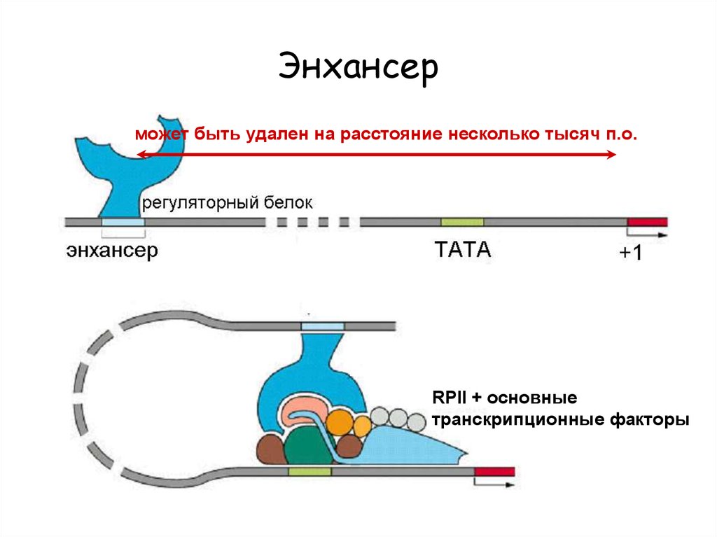 Факторы транскрипции эукариот. Энхансер эукариот. Энхансеры. Транскрипционные факторы. Энхансеры и сайленсеры у эукариот. Транскрипция у эукариот энхансеры сайленсеры цис элементы.