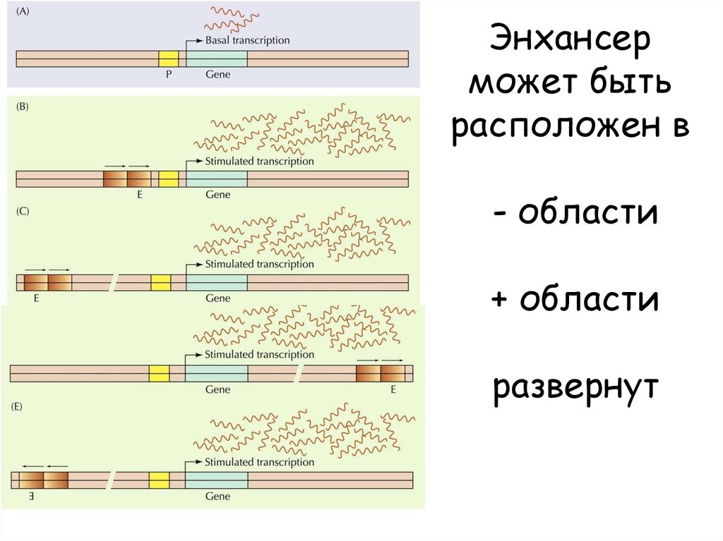 Особенности транскрипции у эукариот