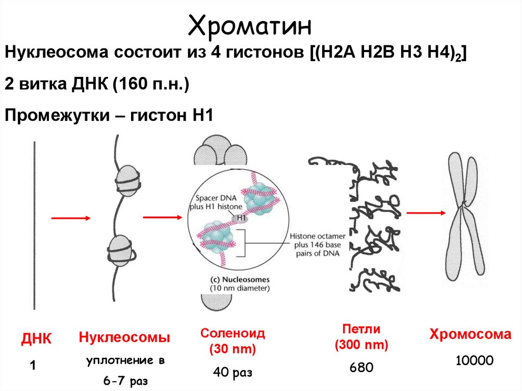 Роль хроматина