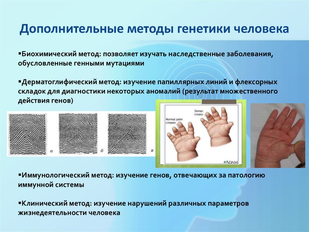 Методы изучения генетики человека презентация