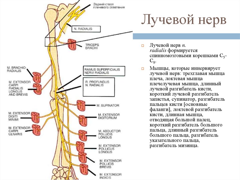 Область иннервации. Лучевой нерв иннервирует мышцы. Иннервация лучевого нерва. Топография лучевого нерва. Лучевой нерв с6.