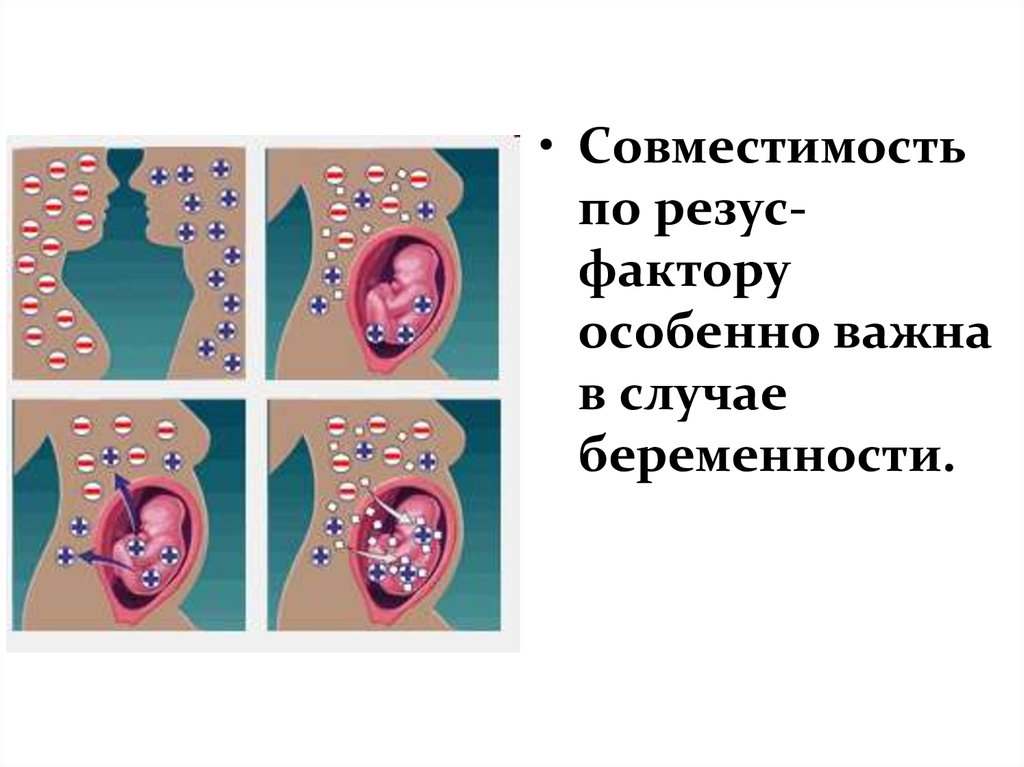 Мама резус положительный папа резус отрицательный. Отрицательный резус-фактор при беременности. Положительный резус-фактор. Иммуногенетика доклад. Морфология 3 случаи беременности.