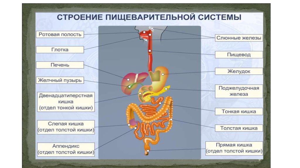 Таблица пищеварительных желез