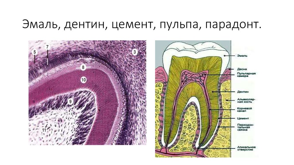 В чем особенность строения дентина какую. Эмаль дентин пульпа цемент. Строение дентина гистология.