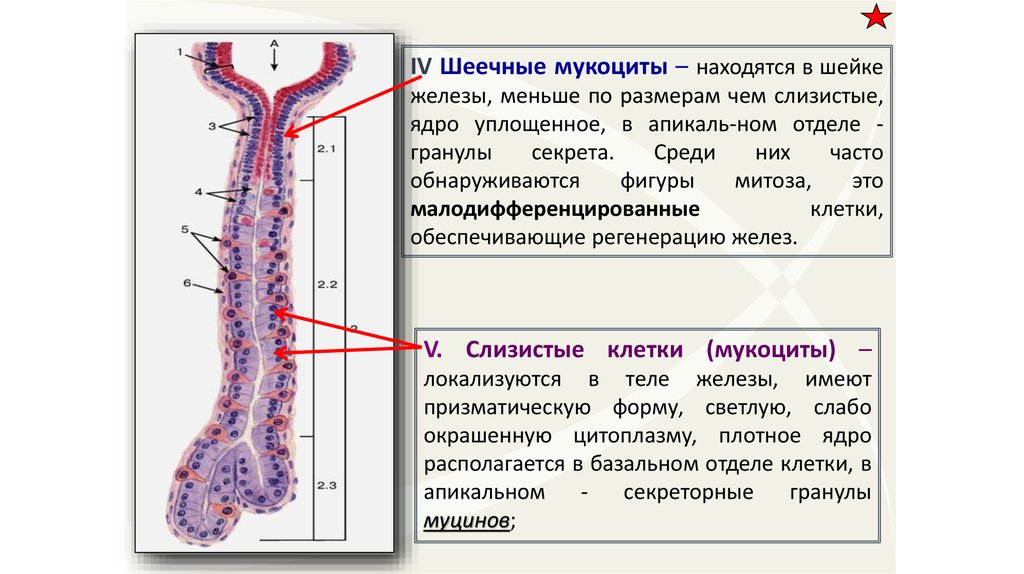 Слизистые клетки