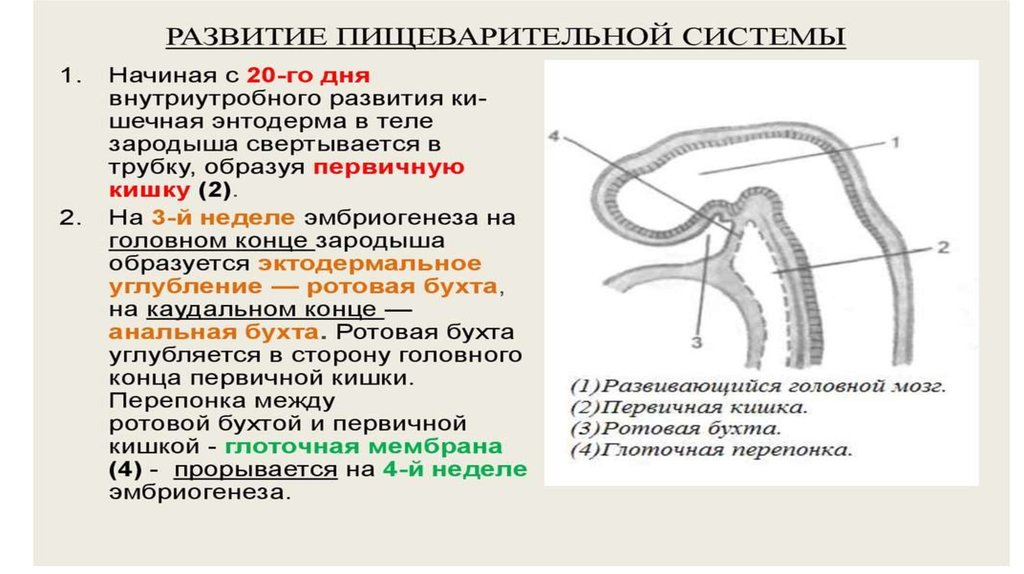 Развитие пищеварительной системы анатомия