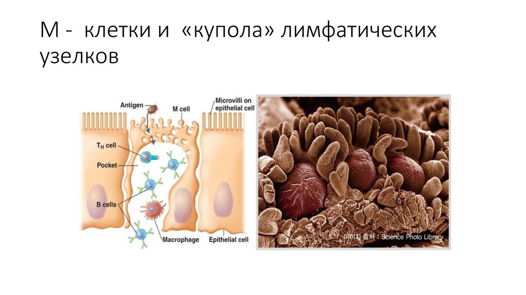 М клетки