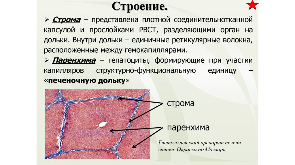 Плотный представлять